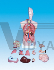 The model of human torso with head and cervix(B)